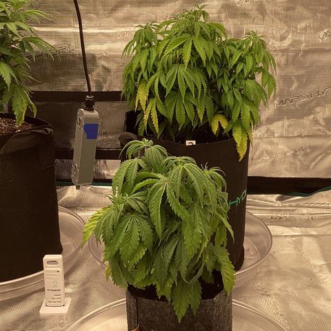 Pineapple Express P3 growlog photo: 10:30pm