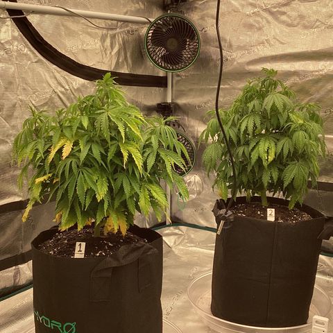 Pineapple Express P1 growlog photo: 7:30- post water, little droopy since before watering but happier by the minute 