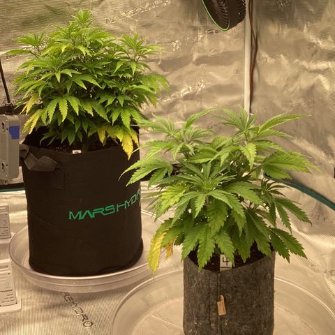 Pineapple Express P3 growlog photo: 7:30pm- looking a little happier since lights came on