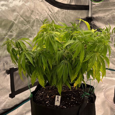 Pineapple Express P1 growlog photo: 8pm- LST begins, little late but better never
