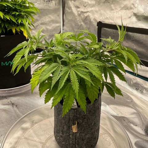 Pineapple Express P4 growlog photo: 8pm- LST begins