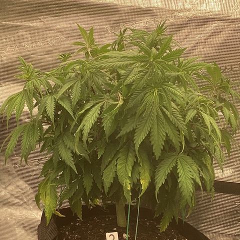 Pineapple Express P2 growlog photo: 11:30pm- noticed weird cut so took it easy on the bending. But LST begun 
