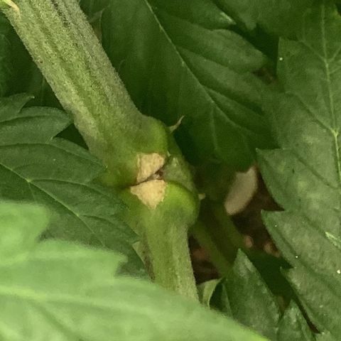 Pineapple Express P2 growlog photo: 11:30pm- noticed weird cut so took it easy on the bending. But LST begun 