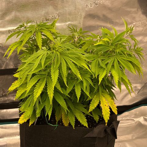 Pineapple Express P3 growlog photo: 11:30pm- didn’t notice weakness at original topping site and didn’t take it as easy as I did with P2. Splitting a bit at that site but so small that I couldn’t get picture.