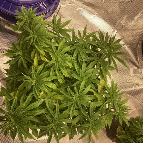 Pineapple Express P1 growlog photo: 11:59pm- canopy so wide it’s hard to snap with light height