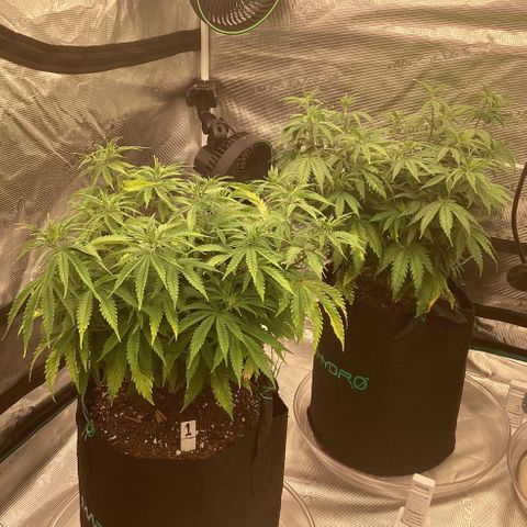 Pineapple Express P1 growlog photo: 11:59pm- lookin happy