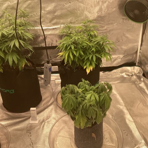 Pineapple Express P3 growlog photo: 11:59pm- P3 looking happy, P4 looking sad