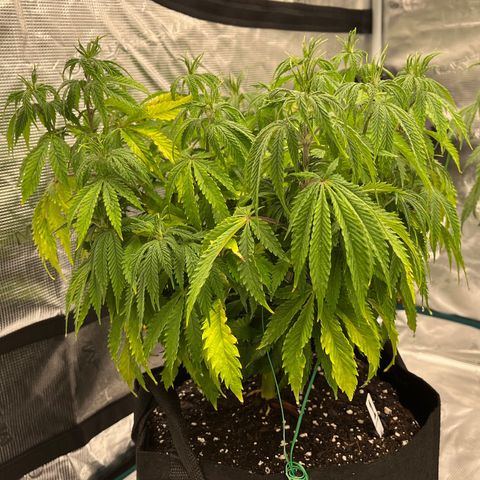 Pineapple Express P1 growlog photo: 10:30am- post nutrient water