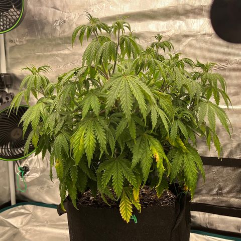 Pineapple Express P2 growlog photo: 10:30am- post nutrient water
