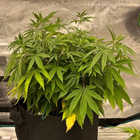 Pineapple Express P3 growlog photo: 10:30am- lookin good