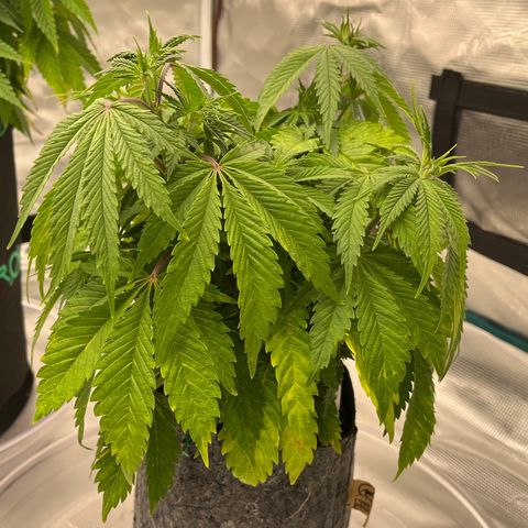 Pineapple Express P4 growlog photo: 10:30am- lookin droopy