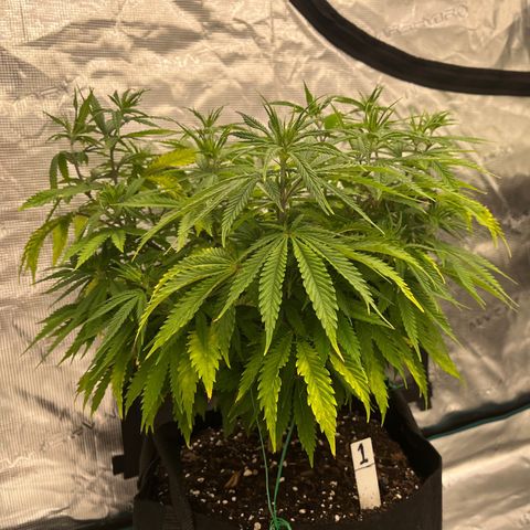 Pineapple Express P1 growlog photo: 11pm- look how happy