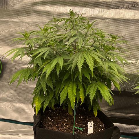 Pineapple Express P2 growlog photo: 11pm- look how happy