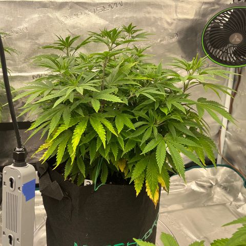 Pineapple Express P3 growlog photo: 11pm- look how happy