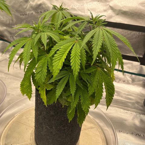 Pineapple Express P4 growlog photo: 11pm- look how indifferent. Definitely a little happier couple hours post water