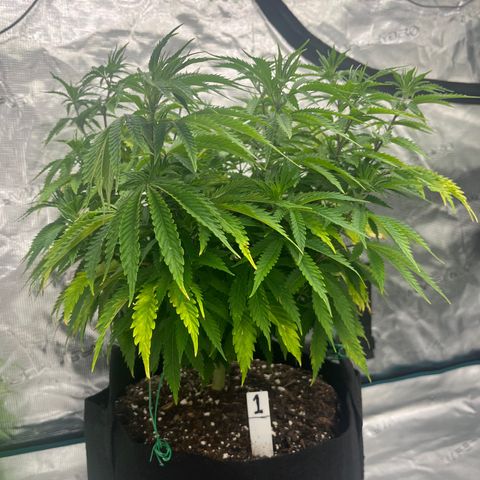 Pineapple Express P1 growlog photo: 5:30pm- photo red to Rthomxs 