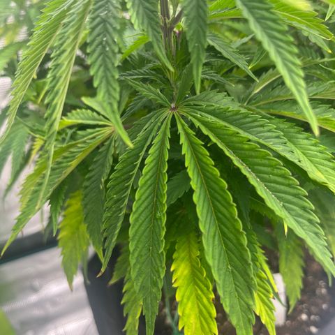 Pineapple Express P1 growlog photo: 5:30pm- photo red to Rthomxs 