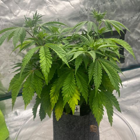 Pineapple Express P4 growlog photo: 5:30pm- photo red to Rthomxs 