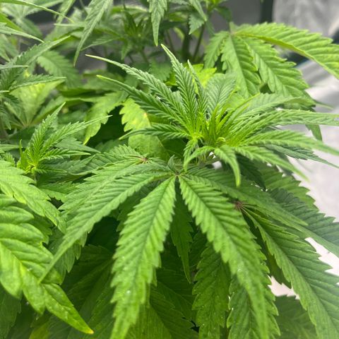 Pineapple Express P4 growlog photo: 5:30pm- photo red to Rthomxs 