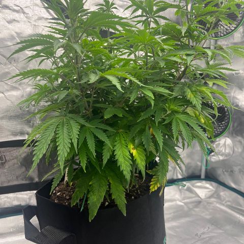 Pineapple Express P2 growlog photo: 5:30pm- photo red to Rthomxs 