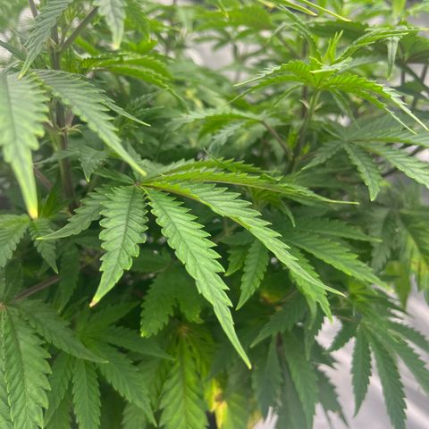 Pineapple Express P2 growlog photo: 5:30pm- photo red to Rthomxs 