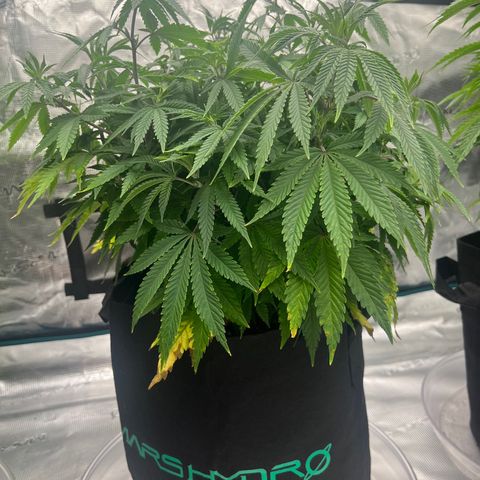 Pineapple Express P3 growlog photo: 5:30pm- photo red to Rthomxs 