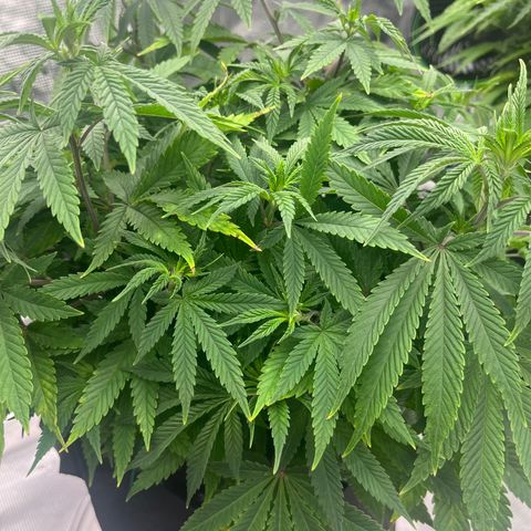 Pineapple Express P3 growlog photo: 5:30pm- photo red to Rthomxs 