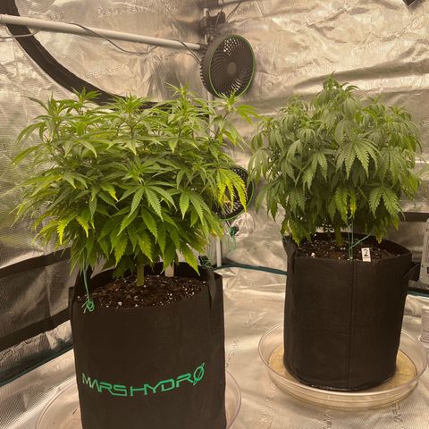 Pineapple Express P1 growlog photo: 10:45pm- P1 looking good, P2 lookin droopy post water