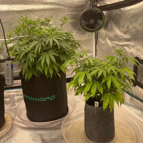 Pineapple Express P3 growlog photo: 10:45pm- both lookin good