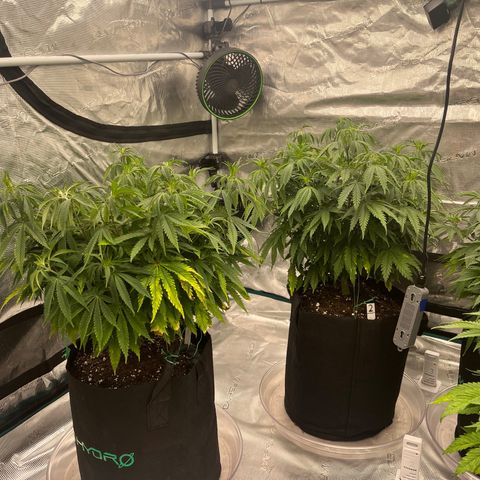 Pineapple Express P1 growlog photo: 5:15pm-
P1 was topped 4 times at apical meristems. 
P2 was topped 6 times at apicals and other meristems that were taller than the apicals.