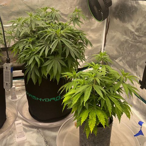 Pineapple Express P3 growlog photo: 5:15pm-
P3 lookin fye, toppin tm or smthn.
P4 boolin at the brib