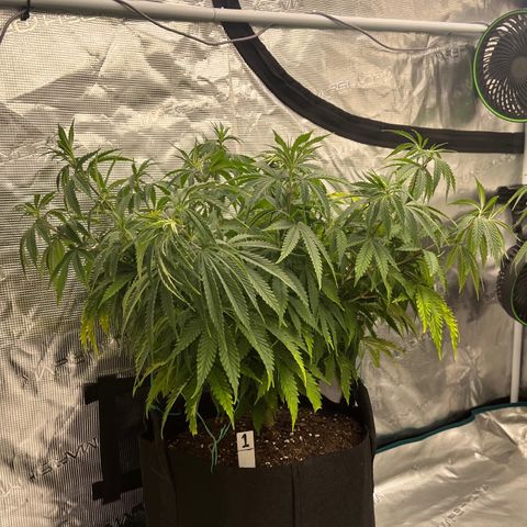 Pineapple Express P1 growlog photo: 10:30pm- Bent all points of LST a little further down, canopy is looking nice and wide. Whole tent should be covered in a couple of weeks.