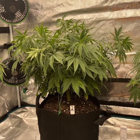 Pineapple Express P2 growlog photo: 10:30pm- Bent all points of LST a little further down, canopy is looking nice and wide. Whole tent should be covered in a couple of weeks.