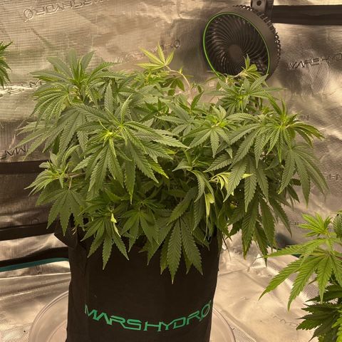 Pineapple Express P3 growlog photo: 10:30pm- Bent all points of LST a little further down, canopy is looking nice and wide. Whole tent should be covered in a couple of weeks.