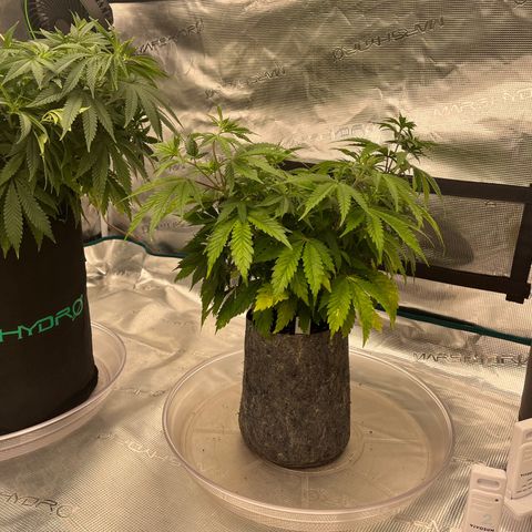 Pineapple Express P4 growlog photo: 10:30pm- Bent both points of LST a little further down, canopy is looking nice and wide. 