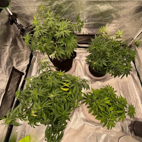 Pineapple Express P3 growlog photo: 10:30pm- Bent all points of LST a little further down, canopy is looking nice and wide. Whole tent should be covered in a couple of weeks.