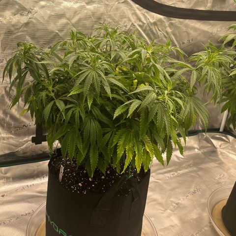 Pineapple Express P1 growlog photo: 10:30pm- post water and neem oil spray down.