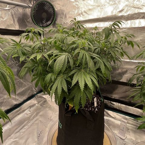Pineapple Express P2 growlog photo: 10:30pm- post water and neem oil spray down.