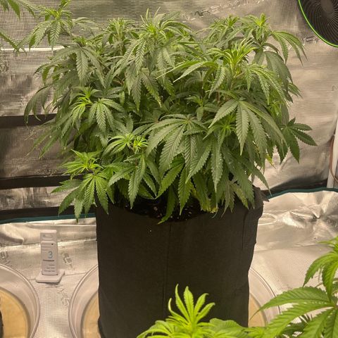 Pineapple Express P3 growlog photo: 10:30pm- post water and neem oil spray down.