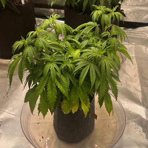 Pineapple Express P4 growlog photo: 10:30pm- post water and neem oil spray down.