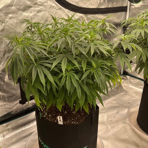 Pineapple Express P1 growlog photo: 10pm