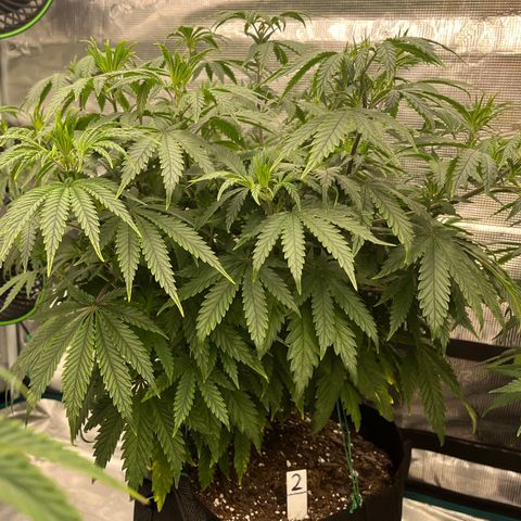 Pineapple Express P2 growlog photo: 10pm