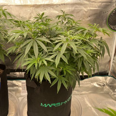 Pineapple Express P3 growlog photo: 10pm