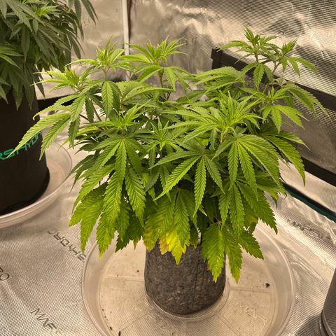 Pineapple Express P4 growlog photo: 10pm