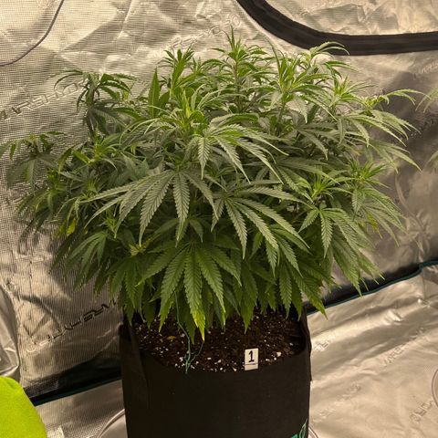 Pineapple Express P1 growlog photo: 10:30pm