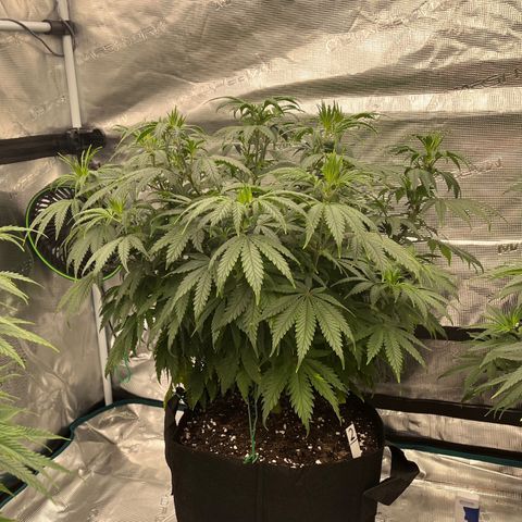 Pineapple Express P2 growlog photo: 10:30pm