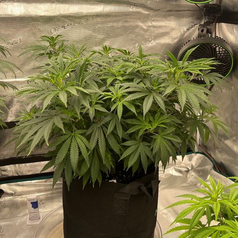 Pineapple Express P3 growlog photo: 10:30pm