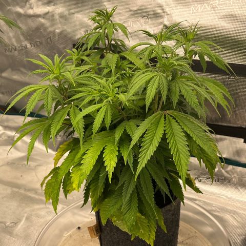 Pineapple Express P4 growlog photo: 10:30pm