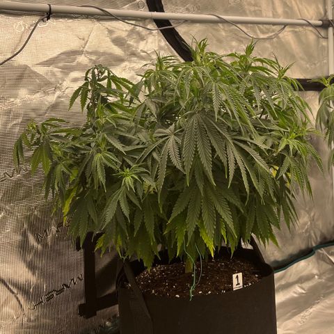 Pineapple Express P1 growlog photo: 10:15am- droopier than last night 