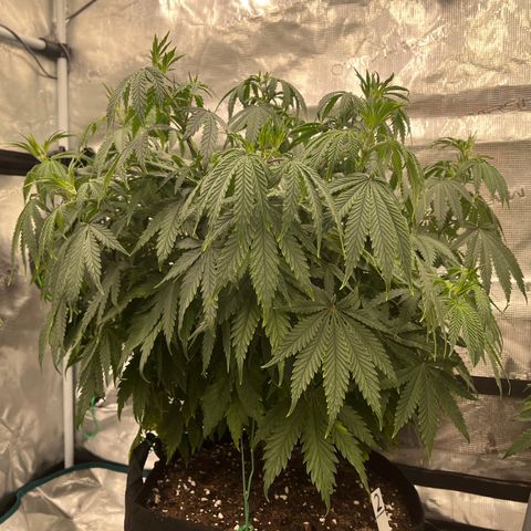 Pineapple Express P2 growlog photo: 10:15am- droopier than last night 